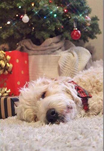 Unique Style Paws Hundehalsband Fliege Halsband Verstellbare Halsbänder oder Hundeleinen für Hunde und Katzen Klein Mittelgroß Groß