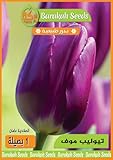 Garden Flower Bulbs for Planting (تيوليب موف)