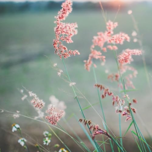 #208 A lenda do velho homem inabalável e um pequeno galho