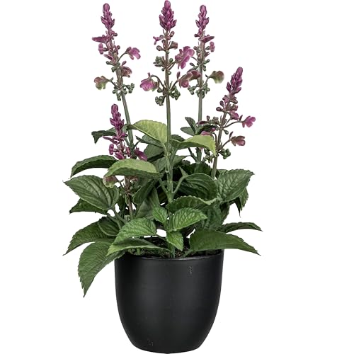 CREATIV green künstlicher Salbei 28cm im Topf I künstlicher Salbei-Strauch als Dekoration I naturgetreuer Salbei wie echt mit pinken Blüten I hochwertige Kunstpflanzen I Künstliche Kräuter Küche CREATIV green künstlicher Salbei 28cm im Topf I künstlicher Salbei-Strauch als Dekoration I naturgetreuer Salbei wie echt mit pinken Blüten I hochwertige Kunstpflanzen I Künstliche Kräuter Küche