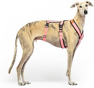 Anti-Pull 3-Point Anti-Escape Harness - Ideal for Lebreles: Italian Greyhound, Whippet, Greyhound, Podenco - Safe, Breatha...