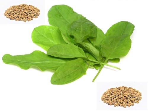 Image of SK ORGANIC Spinach (Palak) Seeds for Cultivation - microgreens garden vegetables (3KG)