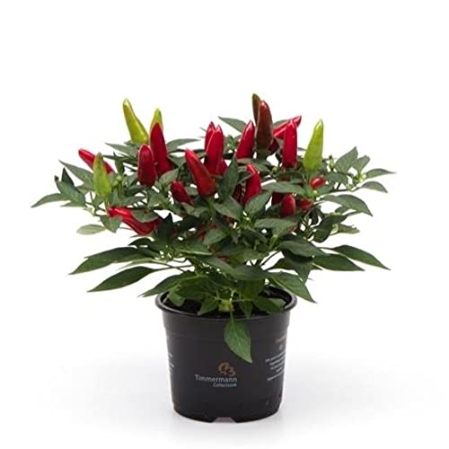 Pimiento Natural JALAPEÑO Planta de Riego Moderado Ideal para Cultivar en Casa