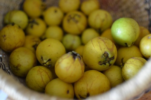 50 Dwarf Guava Seedsrareexoticorganic Psidium Cattleianum, Lemon Guava #TOP2