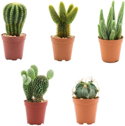 Verdecora Pack de Cactus o Crasas | Cactus y suculentas Planta na...
