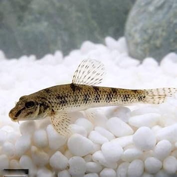 Amazon 淡水魚 ツチフキ 1匹 Charm チャーム 熱帯魚 観賞魚 通販 Amazon 淡水魚 ツチフキ 1匹 Charm チャーム 熱帯魚 観賞魚 通販