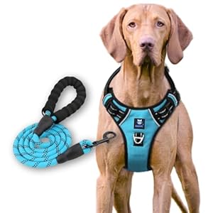 HANK – Dog Harness & Leash Combo – Strong – Night Reflective – Suitable for Small Medium Large Breed – Dog Chest Belt (Small – Chest Girth (Min 17 – Max 22 inches), Cyan Blue)