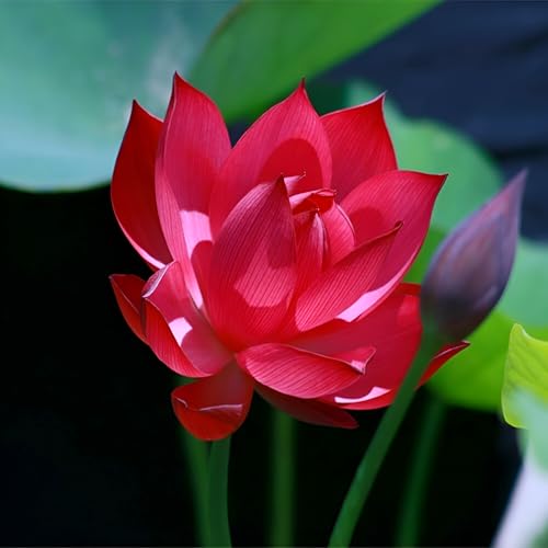Image of Beautiful Red Lotus Water Lily Live Plant | Short Time Grow Root /Tuber |Healthy Aquatic Lotus for Indoor Outdoor Gardening |Sacred Flower Plant for Pond & Home Decor (Without Pot)