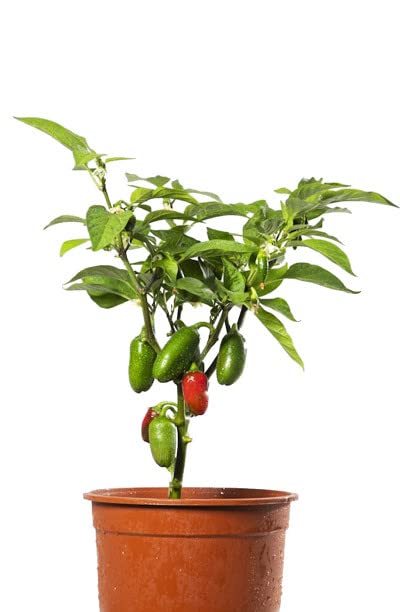 Pimiento Chile JALAPEÑO Natural Planta para Cultivar Pimientos Carnosos y Picantes en el Jardín Verde