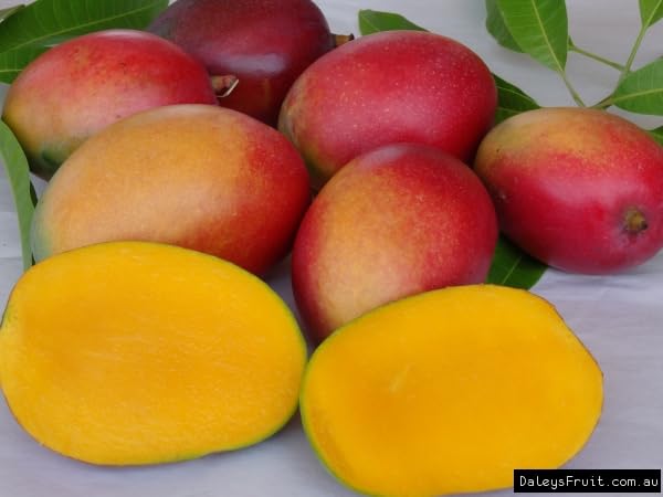 Image of Irwin Mango Plant Grafted '' Fruit After 2-3 Years Hybrid Live Plant Height- 2-3 Feet, Pack Of 1 Healthy Plant On Grow Bag For Home Garden PB 22