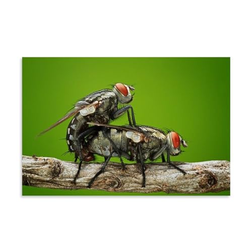 Two Flies Doing Something Shyly Living Room Wall Art 20x30inch (50x75cm)