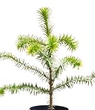 araucaria heterophylla bonsai Altura de crecimiento: 10-20 cm por año