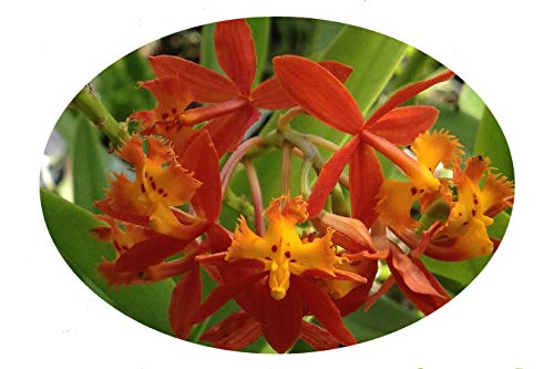 Poor Mans Reed Stemmed - Terrestrial Ground Orchid image