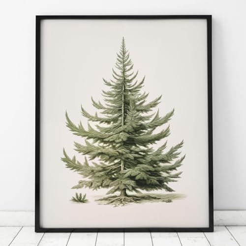 Vintage Fir Botanical Sketch Art Print – Rustic Christmas Decor - Image 4