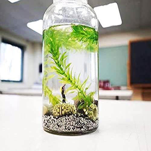 Anacharis Elodea Densa Tropical Live Aquarium Plants Freshwater Aquatic Pond Water Decorations 3 Days Live Guaranteed by Mainam - Thumbnail 5