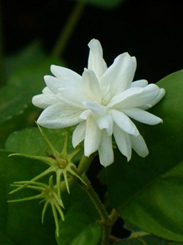 Jasmine Fertilizer - Grow Beautiful Blooms -1