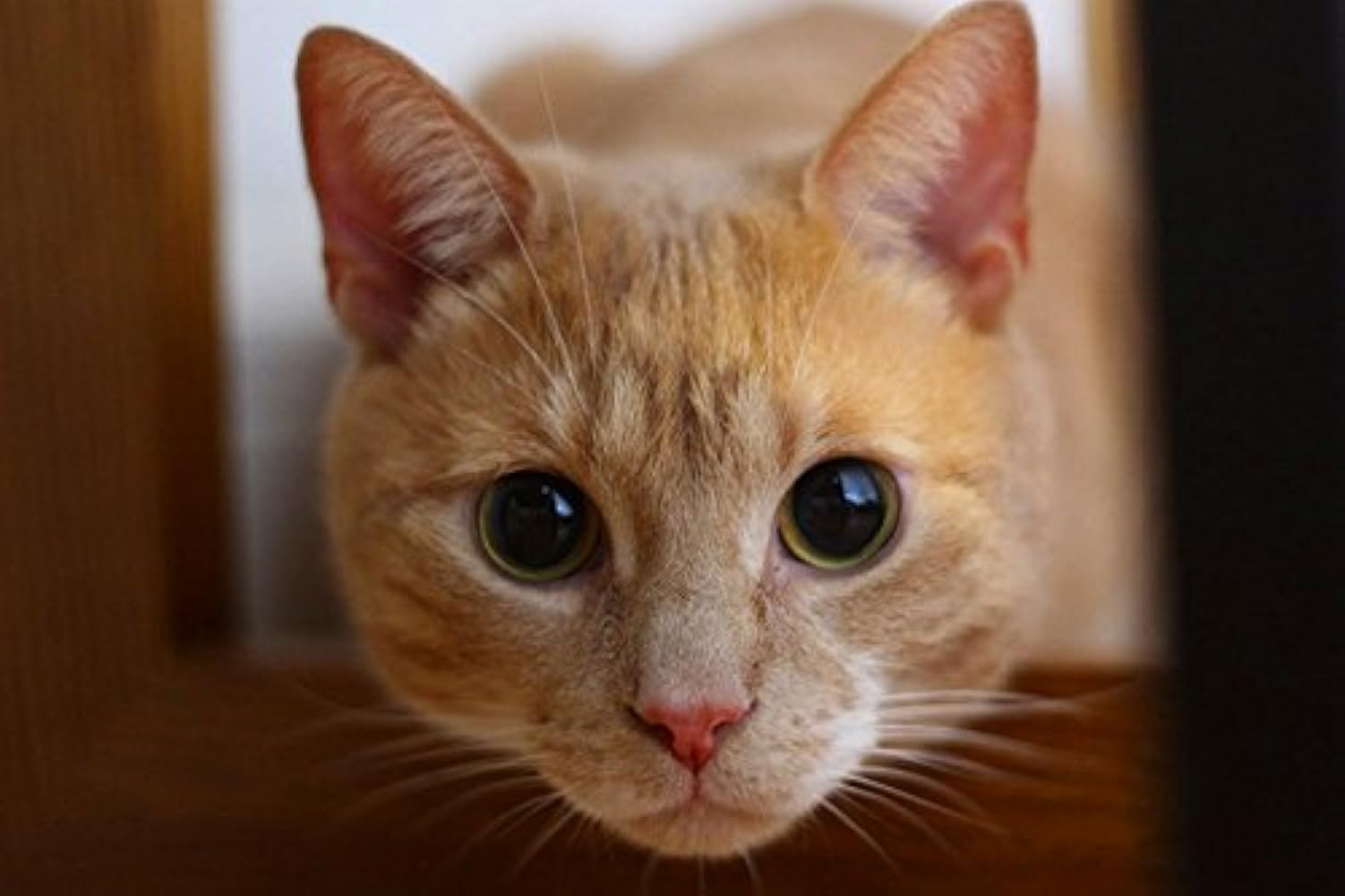 猫の顔 プラスチック製 GEX GEX ピュアクリスタル グラッシー R 1.5L 猫用 自動給水器