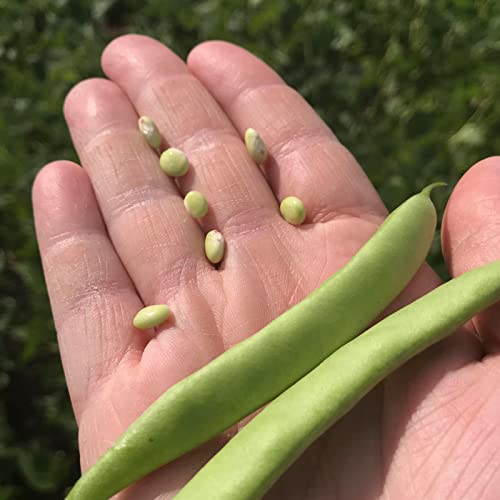 Red Beans Organically Grown In Michigan, Usda Organic Certified, Non-Gmo, Farmer Direct, Gluten Free, Vegan, Frijoles Rojos, Dry 10 Lbs / 4.53 Kg Total // Findlay's Organics #TOP2