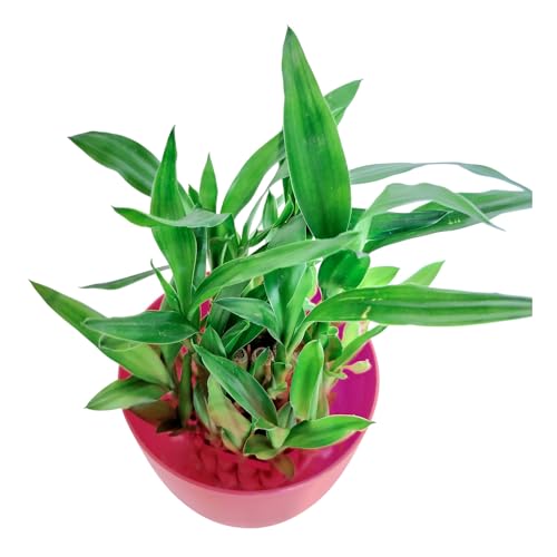 Image of Lucky Bamboo Live Indoor Plant combo | Low Maintenance Feng Shui & Vastu Good Luck Plant for Home and Office Decor (Round Pot)