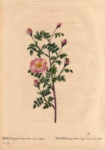 Peinture Murale Nordique Rose pour Transformer Votre Chambre