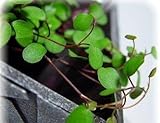 Biblical Angel Vine - Muehlenbeckia - Houseplant/Terrarium/Fairy Garden - 4' Pot