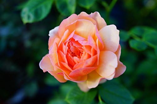 Amazon バラ苗 店長おすすめ グレイス Er 大輪 イングリッシュローズ 3年生大鉢苗 四季咲き オレンジ 強香 強健 バラ 苗 薔薇 バラ苗木 花