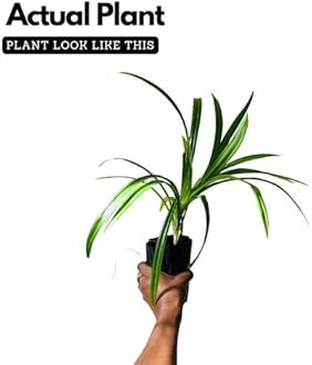 Hug A Plant | Biryani leaf Plant,Rambha Plant (Pandanus Amaryllifolius Plant - Pandan Plant, Basmati Plant) - Medicinal/Ornamental Plant