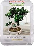 bonsai ficus microcarpa ginseng ikea Easy to grow Seed Microcarpa Bonsai Ficus Ginseng Albero