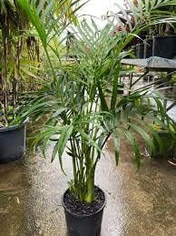Greenursery Cascade Palm Chamaedorea Cataractarum the Cataract Cat Tree Live Plant With Pot (Palm Varieties Plant, Cascade Palm)