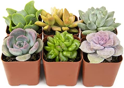Succulents Plants Live (6PK) Potted Succulent Plants Live House Plants, Cactus Plants Live Plants Indoor Plants Live Houseplants, Indoor Plant Succulents Live Plant House Plant by Plants for Pets