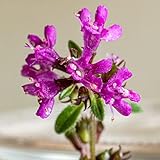 6 x thymus citriodorus 'bertram anderson' - perenni vaso 9cm x 9cm