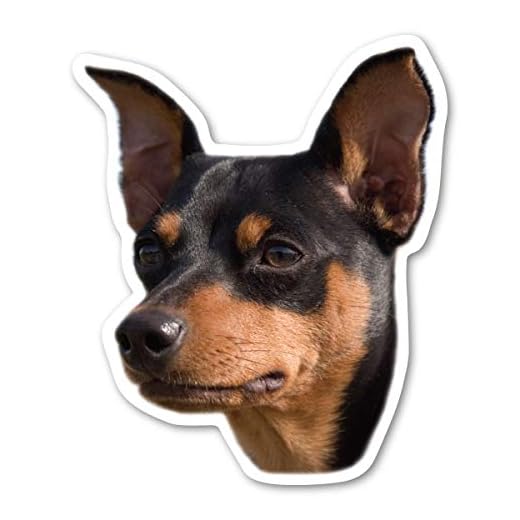 Magnet America Miniature Pinscher Dog Magnet is 4.875" x 4" Made for Vehicles and Refrigerators