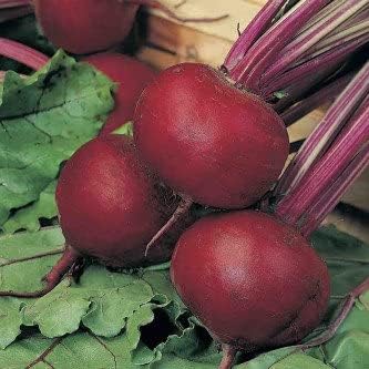 Image of Beetroot (Chukandar) Vegetable Seeds - Pack of 100 High-Germination Seeds for Vibrant, Nutrient-Rich Beets - Ideal for Home Gardens and Vegetable Plots