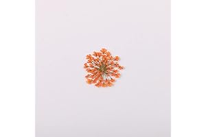 All-Natural Potpourri Aromatherapy Experience with Ammi majus Natural Pressed Dried Orange Slices