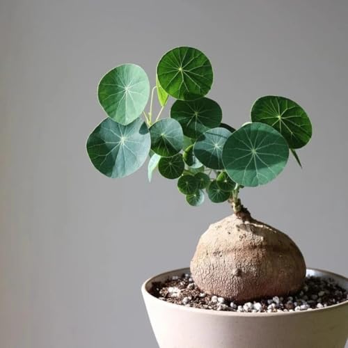 Image of Yo Green Lucky Stephania Erecta Plant (Coin Leaf) for Living Room and Outdoor - Healthy Indoor Feng Shui Plant, Low Maintenance, Air Purifying, Home Decor (Stephania Erecta Bulb)