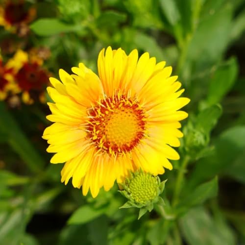 kokardenblume, gaillardia für sonnige plätze schnittblumen hochbeet steingartenpflanzen winterhart bio blumenbeet balkon blumensamen 1000samen