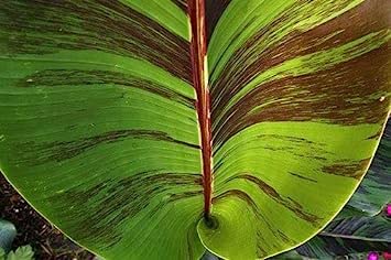50 Graines de bananier de l'Himalaya 'Musa sikkimensis' Red Tiger banana seeds:Seeds