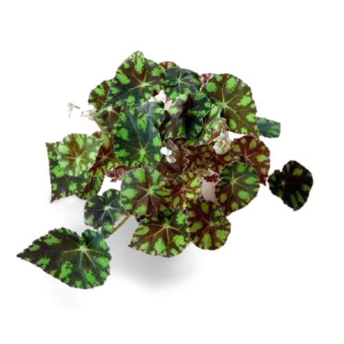 Creative Farmer Exotic Plant Begonia Bowerae Tiger Office Plants For Bathroom|Bedroom|Table|Desk |Study Table - Indoor Decoration Gift (Healthy Live Plant) (B09K438T46) Amazon Price History, Amazon Price Tracker