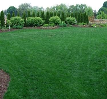 Miniatura 6 de Outsidepride Midnight Kentucky Bluegrass Cool Season - Césped texturizado fino suave y suave mezcla de semillas de césped - 5 libras