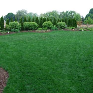 Outsidepride Midnight Kentucky Bluegrass Cool Season Fine, Soft Textured Lawn, Turf Grass Seed Blend - 5 Lbs #TOP5