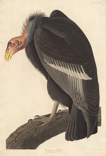 Affiche Vautour de Californie déco salon style vintage nature tableau Audubon 60x90 cm