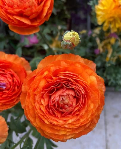10pcs Peony Ranunculus Bulbs Mixed Corms Flower Bulb Garden Blooms Planting (Orange)