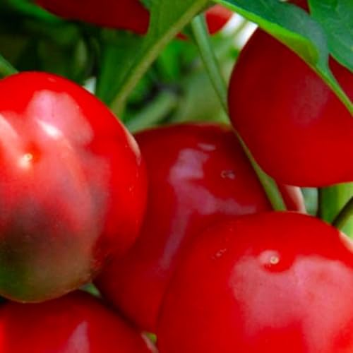 100 Red Cherry Sweet Pepper Seeds for Planting Non GMO Heirloom Seeds Fresh Garden Seed