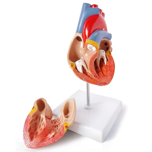 Image of Medical Anatomy Model Set, Human Torso Heart and Skeleton Model Set of 3, Detachable Body Visceral Organs, Movable Arms and Legs Medical Anatomical Models with Manual