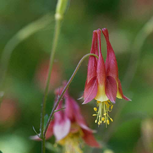 Outsidepride Aquilegia Canadensis Columbine Eastern Red Garden Flower - 1000 Seeds #TOP11