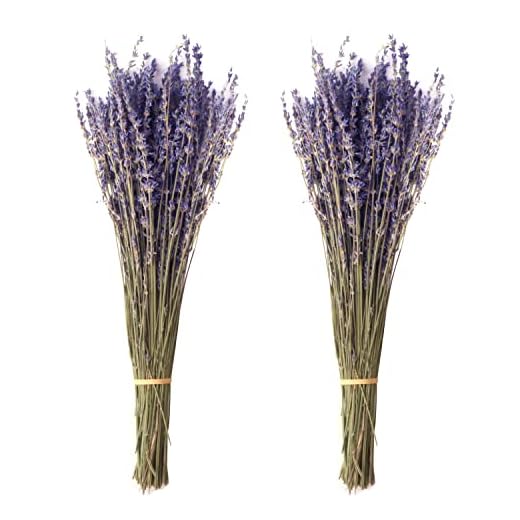 Jangostor 100g Manojos de Lavanda Seca, 43 cm Flores de Lavanda Secas Naturales Ramo de Lavanda Seca Natural para el Hogar Sala de Estar Boda Fotografía Fondo DIY Artesanía