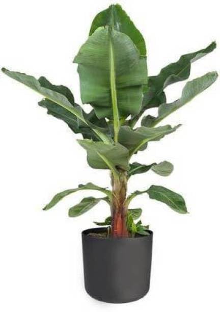 FasanGreen Fruit Banana Plant for Indoor with Pot (Multicolor, 150mm) (6706) (B0CHFDKVVD) Amazon Price History, Amazon Price Tracker