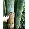 100x Frische Riesenbambus Samen mit Anleitung (Dendrocalamus Giganteus)