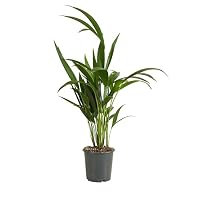 Bloomique - Howea Forsteriana - Kentia Palme - Zimmerpflanzen -  Pflegeleicht - Haustierfreundlich - Hhe 90-100 cm - Topf 19 cm : Amazon.de:  Garten
