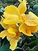 Produktbild Indisches Blumenrohr - Gelb - Canna Indica - 10 Frische Samen